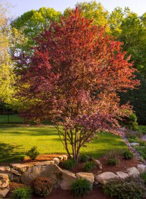 tree with turning leaves